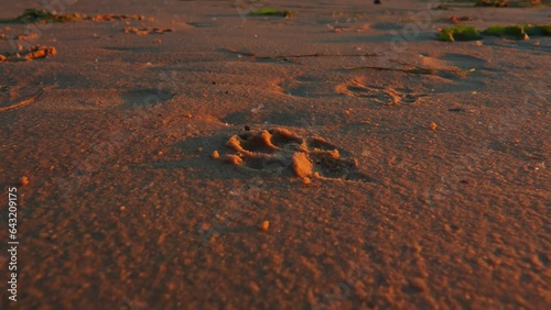 Footprint of a large dog on the seashore in wet sand in sunset rays of light