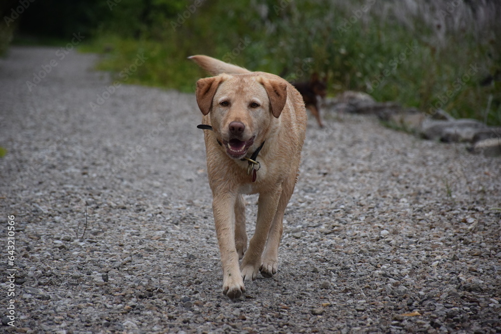 close up on golden retriever dog walkin off leash close up on golden retriever dog walkin off leash
