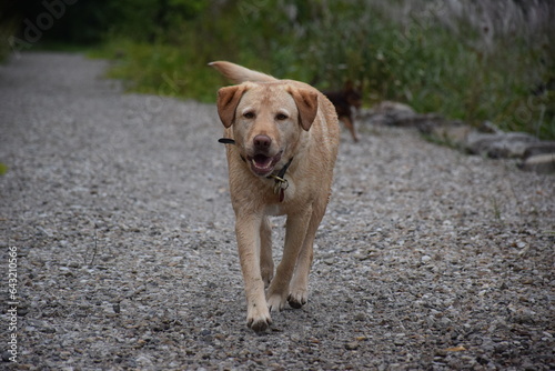 close up on golden retriever dog walkin off leash
