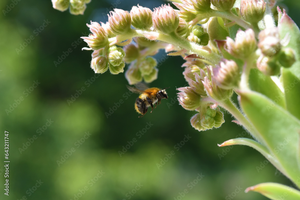 The bumblebee flies and takes a nectar from the Guard House flower in the garden, close up The bumblebee flies and takes a nectar from the Guard House flower in the garden, close up