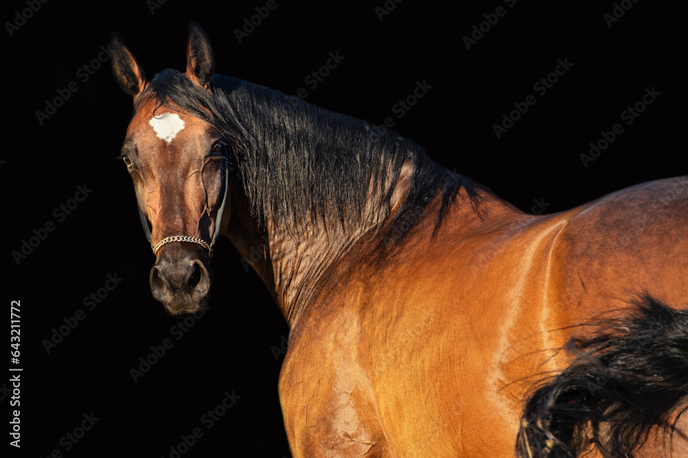 Fototapeta premium portrait of beautiful bay filly posing in the rye field at sunny evening. close up