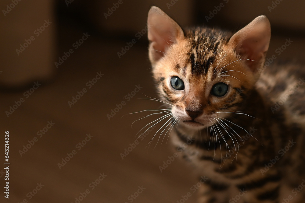 Cute Bengal kitten sitting on a brown wooden floor