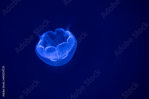 Obraz na płótnie Moon jellyfis (aurelia labiata), in the sea water. Jellyfish in nature ocean habitat. w salonie