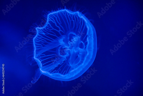 Obraz na płótnie Moon jellyfish, in sea water. Jellyfish in nature ocean habitat. Water floating bell medusa from Pacific ocean. Marine life. w salonie