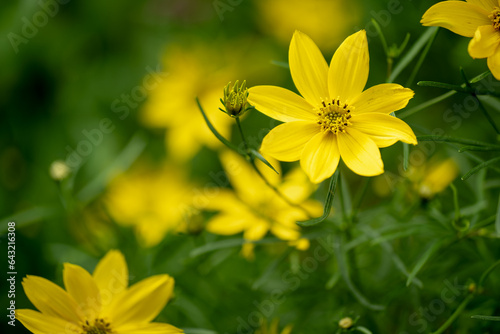 Coreopsis verticillata Grandiflora is an annual Asteraceae with yellow flowers, a North American species of tickseed in the sunflower family photo
