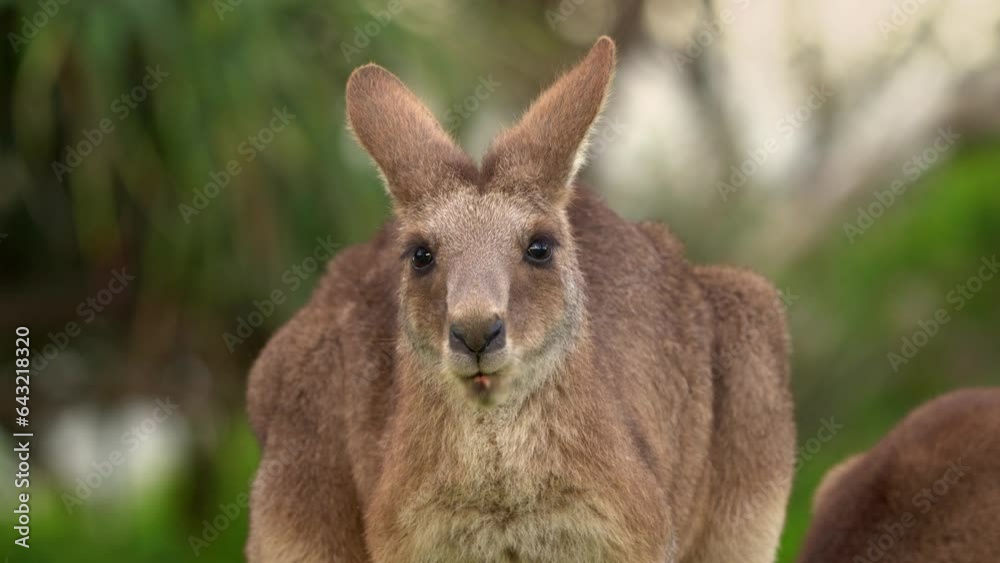 Eastern Grey Kangaroo (Macropus giganteus) on meadow, very cute animal with baby with green background, australian wildlife, queensland, Brisbane, brown pouched mammal, marsupial. Feeding on grass. Eastern Grey Kangaroo (Macropus giganteus) on meadow, very cute animal with baby with green background, australian wildlife, queensland, Brisbane, brown pouched mammal, marsupial. Feeding on grass.