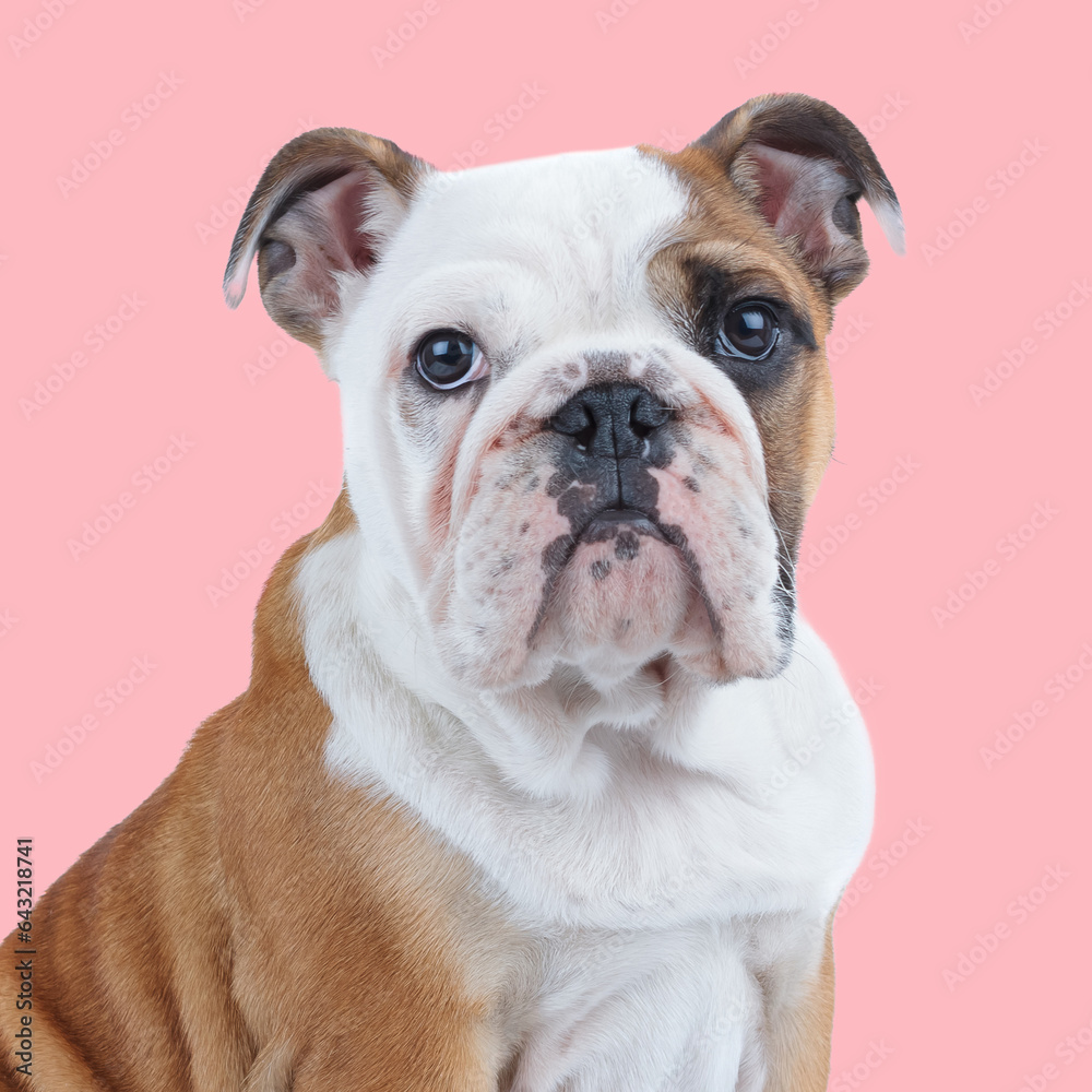  side view of cute english bulldog puppy looking up and sitting