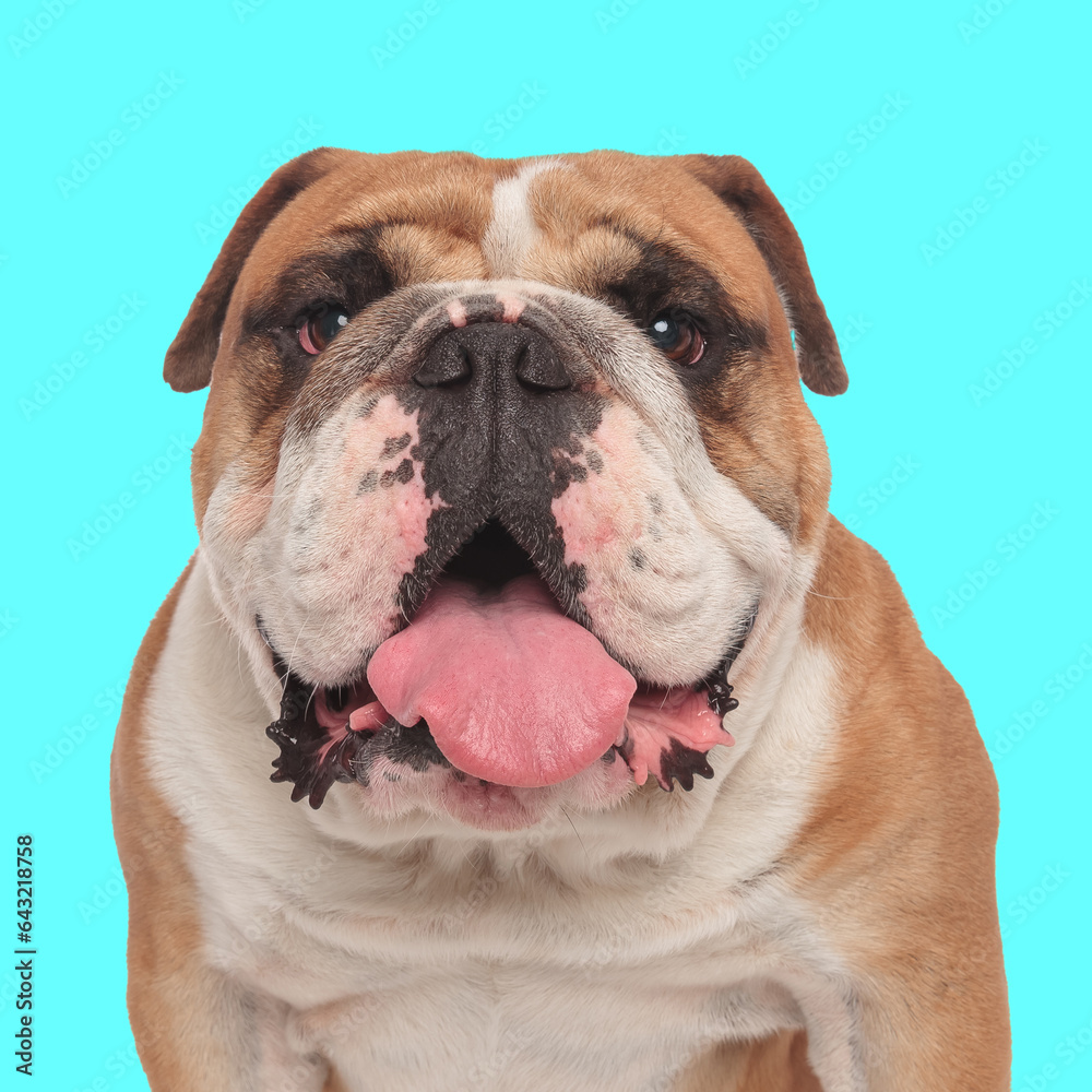 sweet english bulldog puppy sticking out tongue and panting