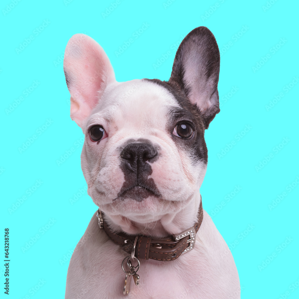 cute small french bulldog dog wearing collar and looking forward