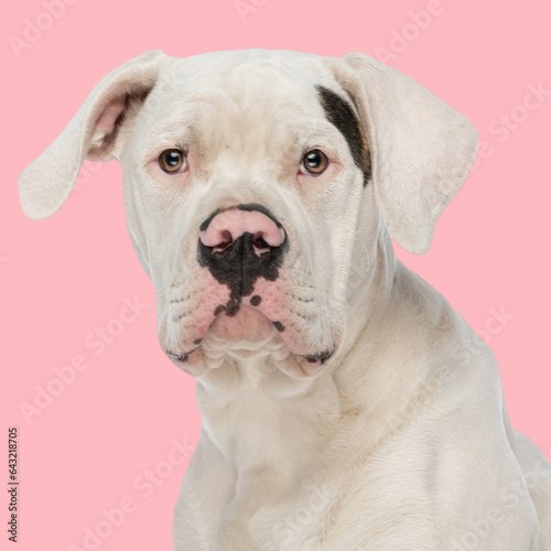 beautiful american bulldog puppy looking forward and sitting