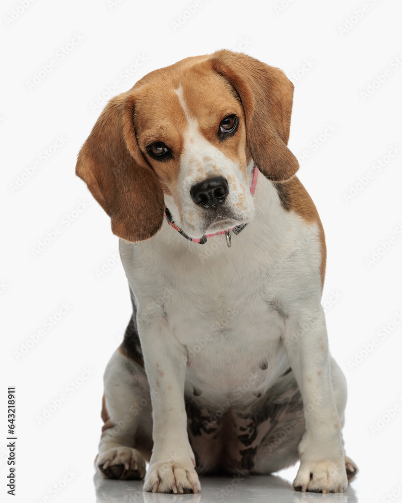 adorable little beagle dog with collar sitting and looking forward