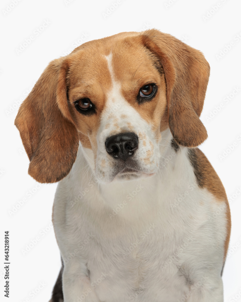 portrait of sweet little beagle puppy looking forward and sitting