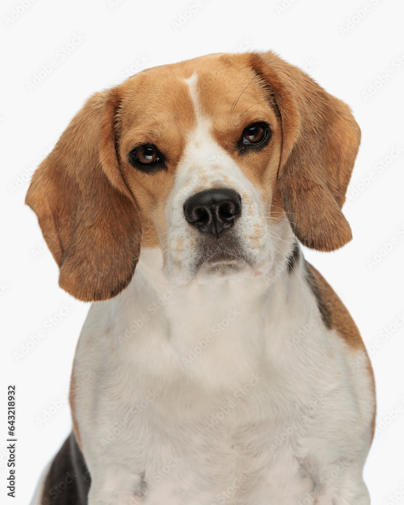 portrait of beautiful small beagle dog looking forward and sitting