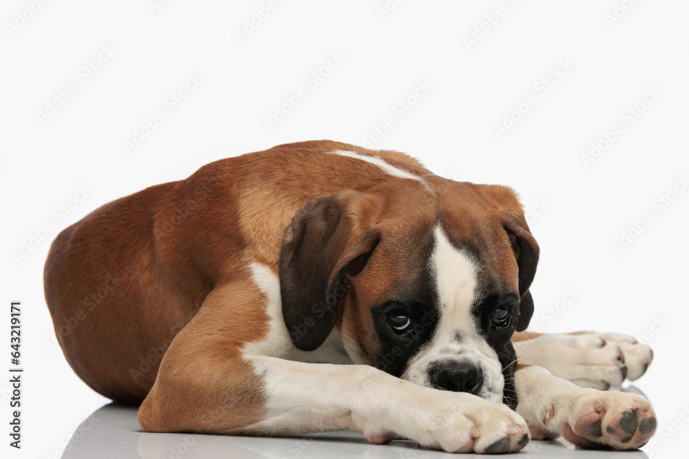 shy little boxer puppy laying down on the floor and being timid shy little boxer puppy laying down on the floor and being timid