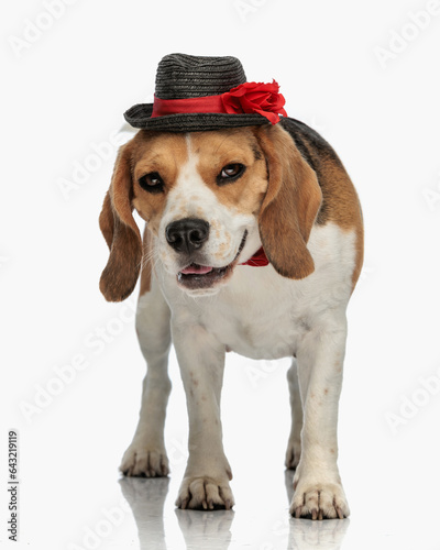 cute little beagle dog wearing hat and bowtie looking forward and panting © Viorel Sima