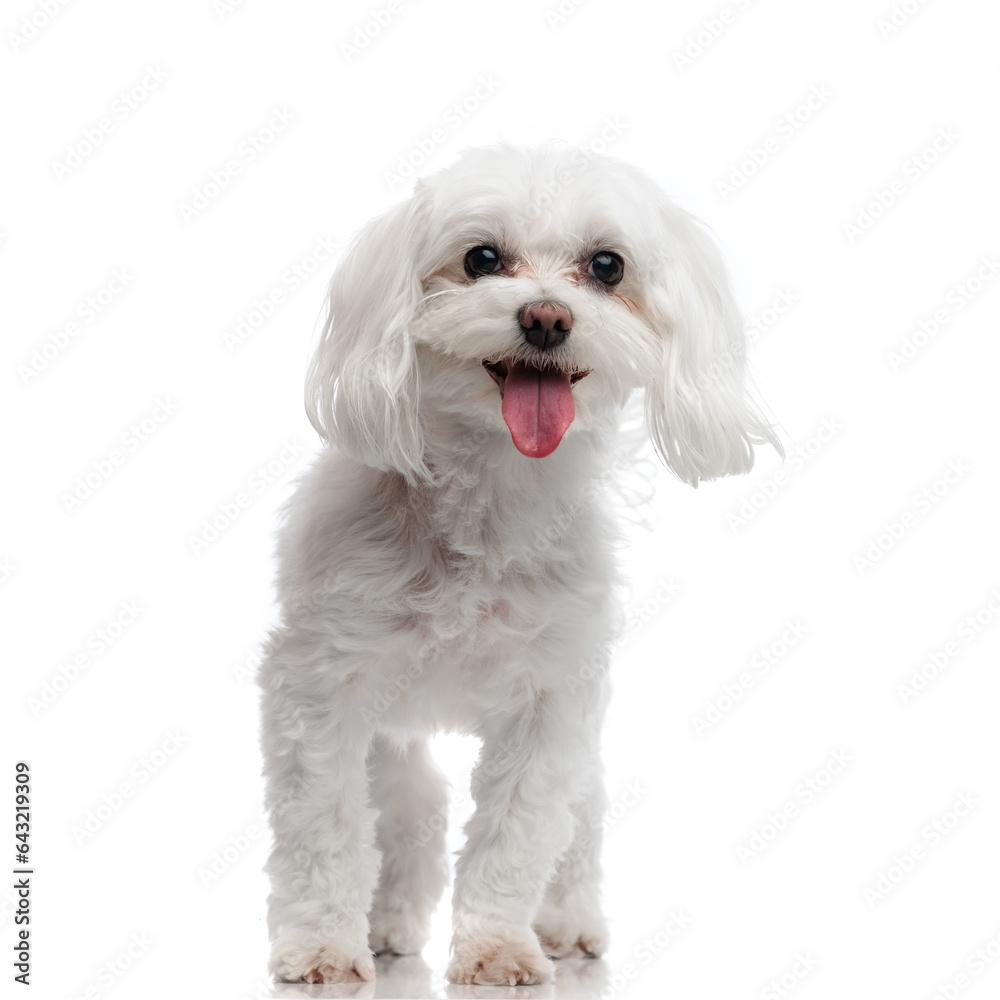 sweet small bichon puppy sticking out tongue and panting while walking
