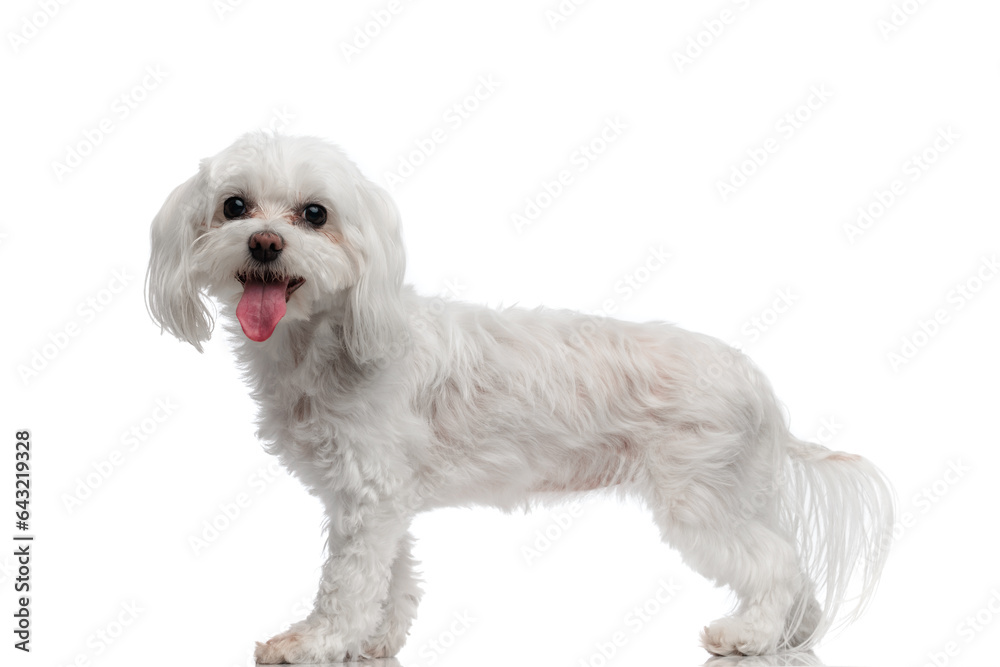 happy little bichon puppy panting with tongue exposed while standing