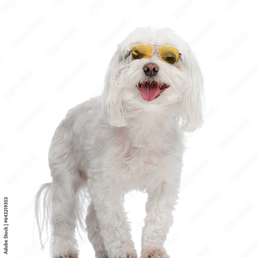 cute little bichon dog with sunglasses sticking out tongue and panting cute little bichon dog with sunglasses sticking out tongue and panting
