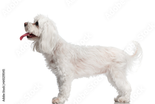 side view of lovely little bichon dog sticking out tongue and panting