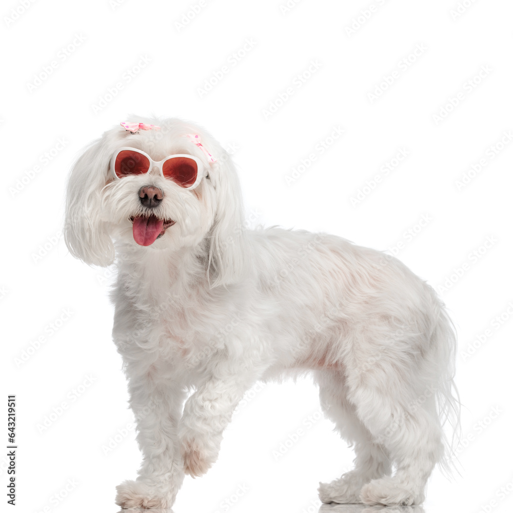 happy little bichon dog with sunglasses and pink bows sticking out tongue happy little bichon dog with sunglasses and pink bows sticking out tongue