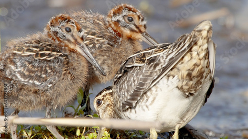 Common snipe adult bird with chicks