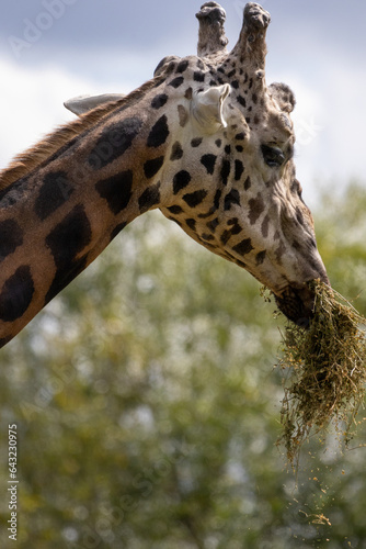 Canvas Print tête de girafe