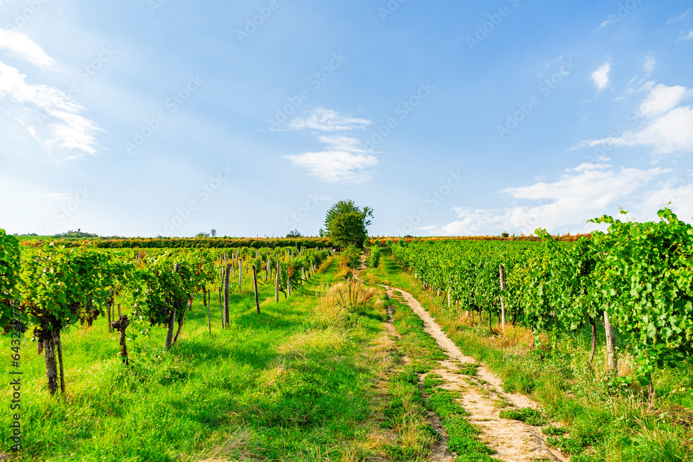 Vineyard rows on a hill in Vienna Austria Nusserg area