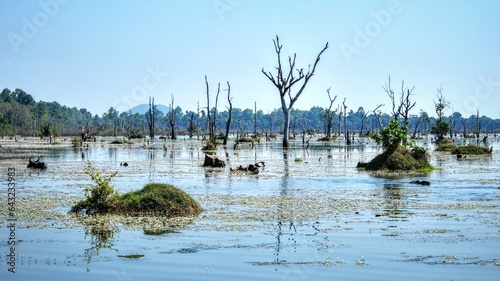 Image showcasing a multitude of dead trees standing on a flooded swampy area on a hot day, landscape view.