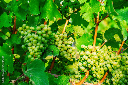 Wallpaper Mural Close up of green vine grapes at vineyard in late summer Torontodigital.ca