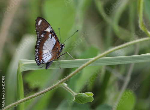 Common diadem butterfly (Hypolimnas misippus)