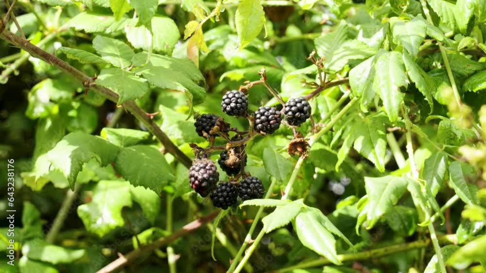 Wild ripe blackberries in the forest close up Wild ripe blackberries in the forest close up