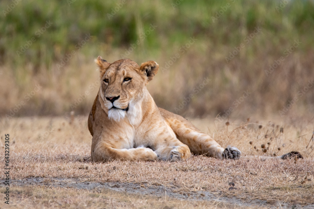 Obraz premium Lioness relaxing