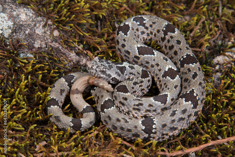 Fototapeta premium Banded Rock Rattlesnake, Crotalus lepidus klauberi