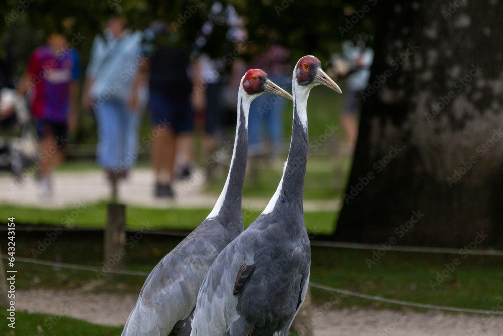Obraz premium Grue à cou blanc