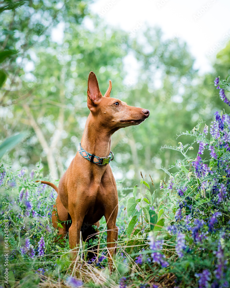 A beautiful red dog poses for a photo among tiny flowers. The breed of the dog is the Cirneco dell'Etna