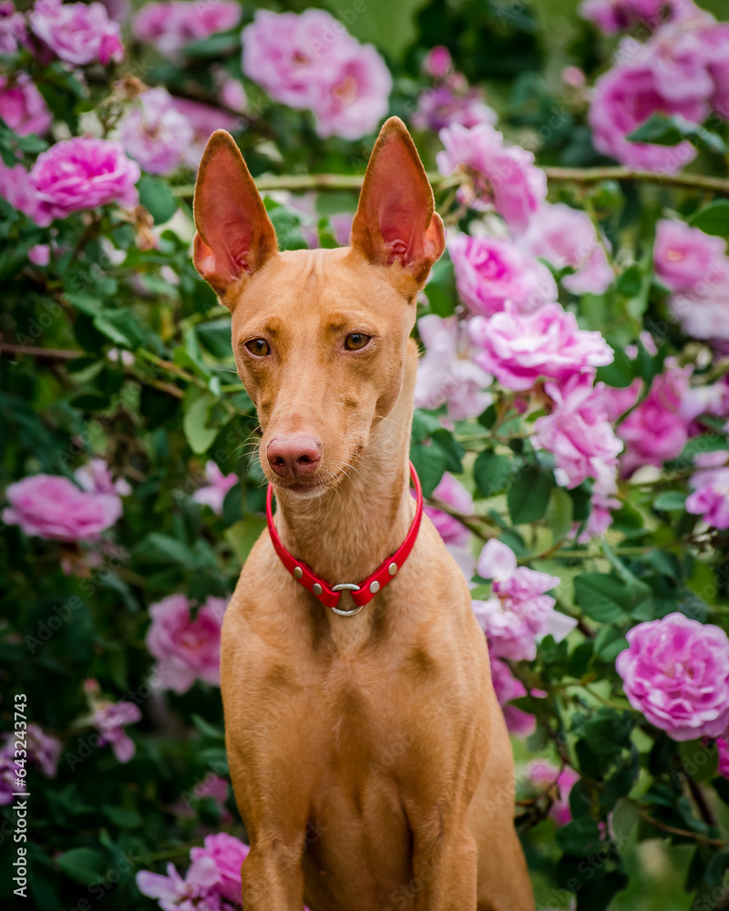 A cute red dog sits near a beautiful rose bush. The breed of the dog is the Cirneco dell'Etna. A cute red dog sits near a beautiful rose bush. The breed of the dog is the Cirneco dell'Etna.