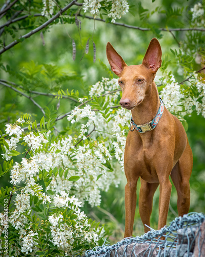 A red dog posing near a beautiful bush with flowers. The breed of the dog is the Cirneco dell'Etna