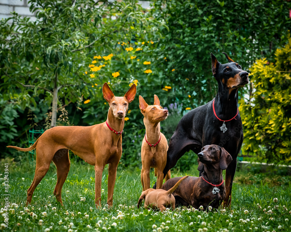 Cute dogs pose in a clearing in the garden. The breeds of the dogs are the Dachshund and Cirneco dell'Etna and Doberman