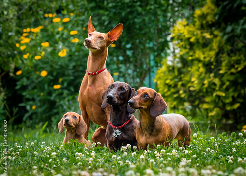 Cute dogs pose in a clearing in the garden. The breeds of the dogs are the Dachshund and Cirneco dell'Etna