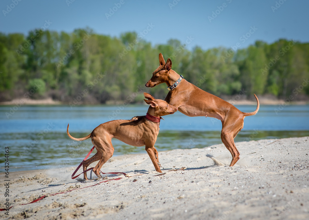 Two red dogs frolic on the beach. The breed of the dog is the Cirneco dell'Etna