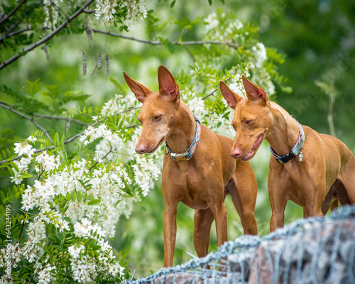 Two red dogs posing near a beautiful bush with flowers. The breed of the dog is the Cirneco dell'Etna