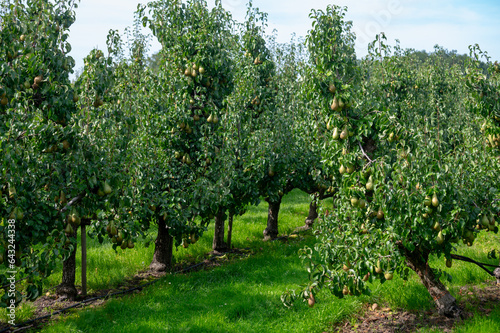 Green organic orchards with rows of Conference  pear trees with ripening fruits in Betuwe, Gelderland, Netherlands © barmalini