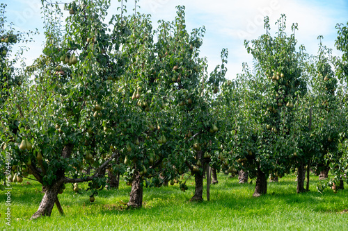 Green organic orchards with rows of Conference  pear trees with ripening fruits in Betuwe, Gelderland, Netherlands photo