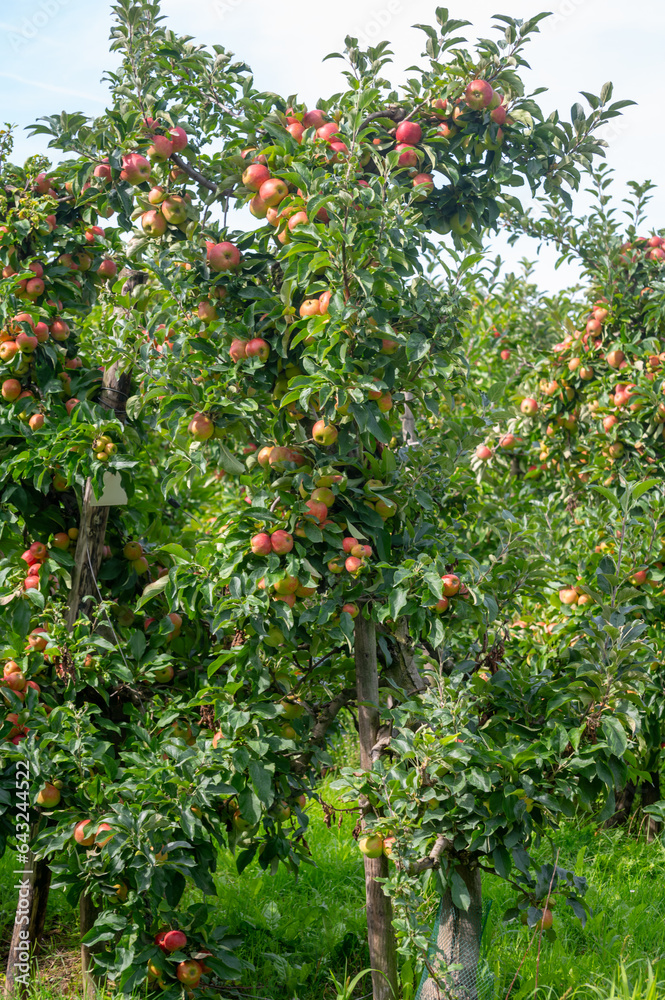 Harvesting time in fruit region of Netherlands, Betuwe, Gelderland, plantation of apple fruit trees in september, elstar, jonagold, ripe apples