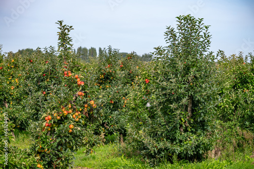 Harvesting time in fruit region of Netherlands  Betuwe  Gelderland  plantation of apple fruit trees in september  elstar  jonagold  ripe apples