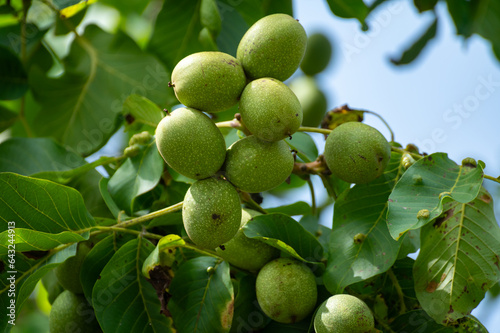 Walnut tree with big ripe nuts in green shell close up