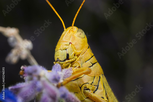 Grassphopper photo