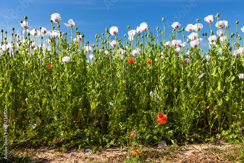 Canvas Print White opium poppy papaver somniferum weeded red poppies