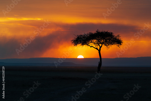 panoramic view of savannah landscape in kenya with silhuette of umbrella acacia at sunset 