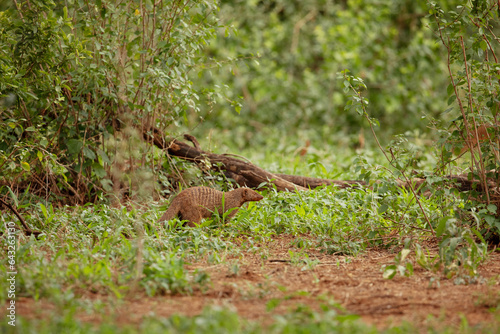 grove of Banded Mongoose (Mungos mungo) © Elena